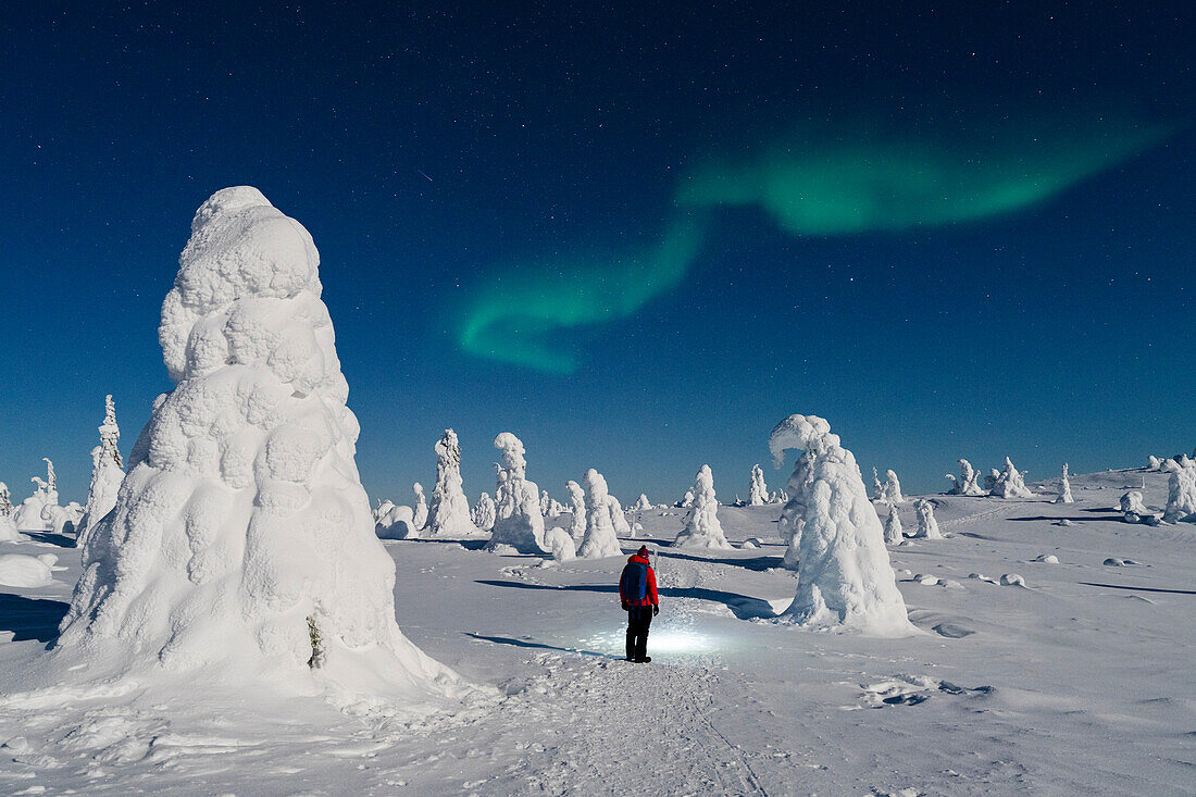 Wanderer bewundert den Himmel mit Aurora borealis (Nordlicht) im gefrorenen Wald, Riisitunturi-Nationalpark, Posio, Lappland, Finnland, Europa