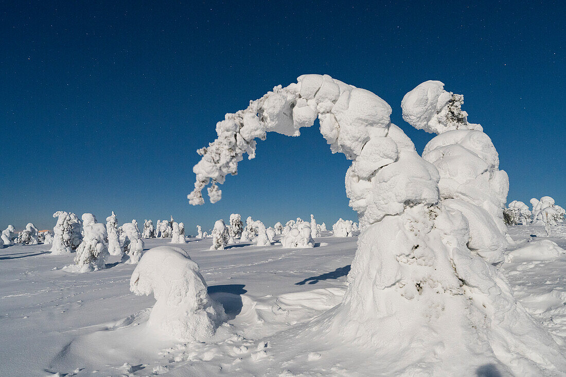 Gefrorene, mit Schnee bedeckte Fichten in der kalten arktischen Nacht, Riisitunturi-Nationalpark, Posio, Lappland, Finnland, Europa