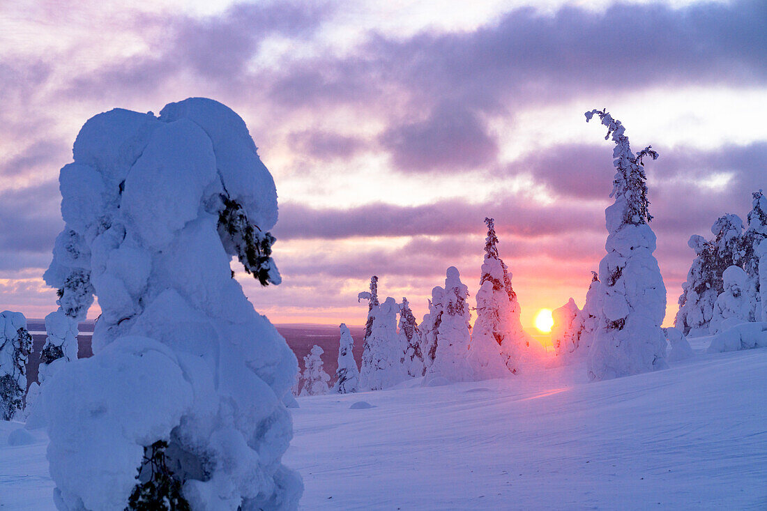 Dramatic sky with clouds at sunset over frozen spruce trees covered with snow, Riisitunturi National Park, Posio, Lapland, Finland, Europe