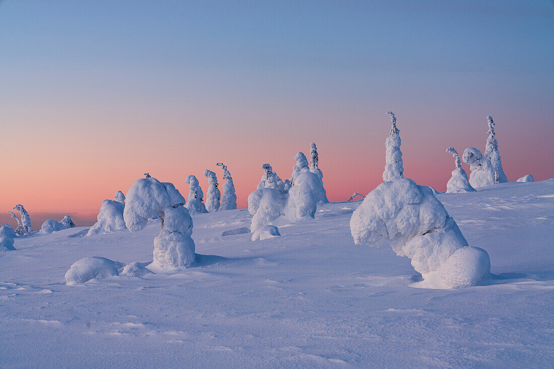 Rosafarbener Sonnenuntergang über Eisskulpturen in der Winterlandschaft von Finnisch-Lappland, Riisitunturi-Nationalpark, Posio, Lappland, Finnland, Europa