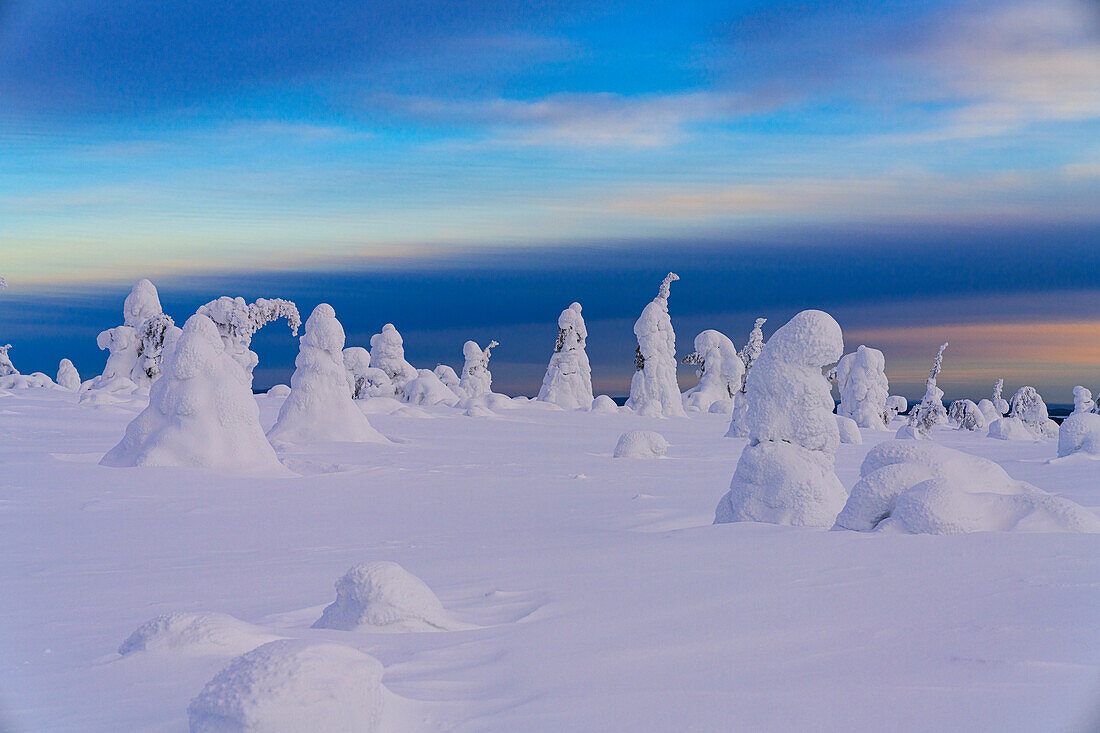 Beautiful sky at dusk over lone frozen trees in deep snow, Riisitunturi National Park, Posio, Lapland, Finland, Europe
