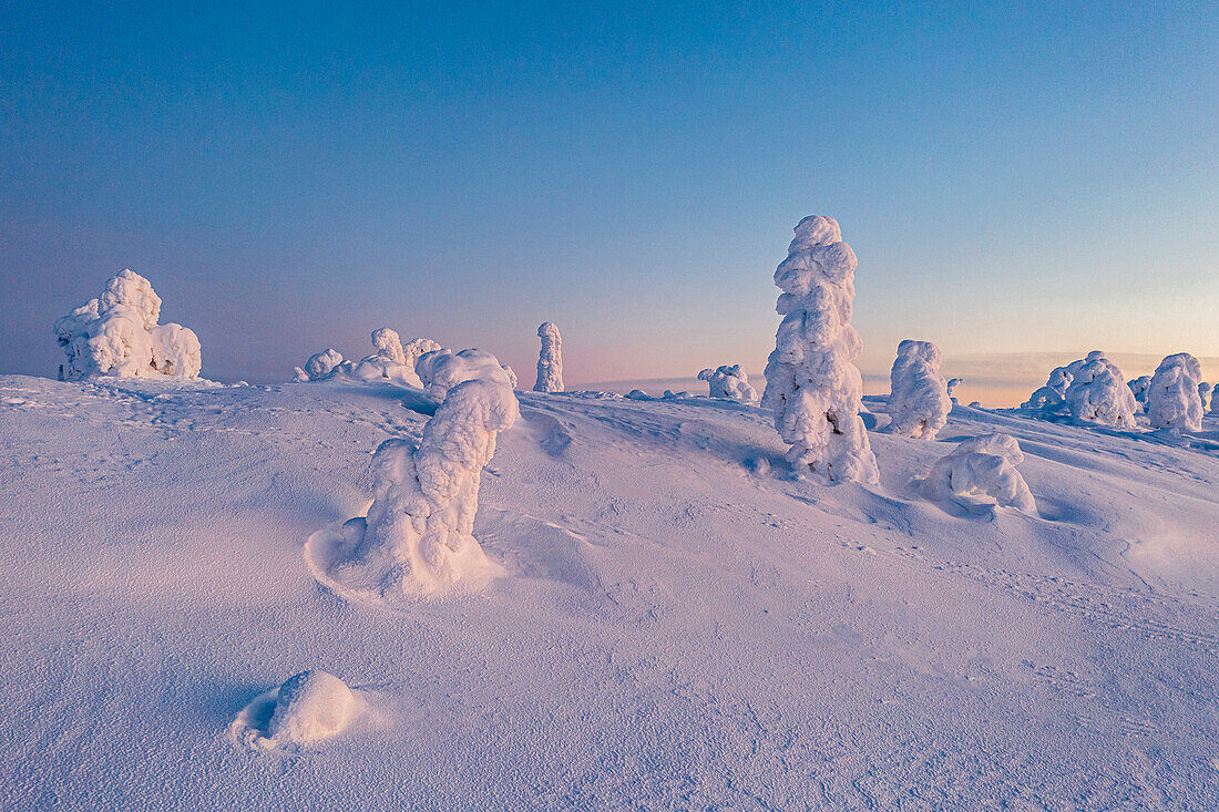 Kalter arktischer Sonnenaufgang über gefrorenen, schneebedeckten Fichten, Luftaufnahme, Riisitunturi National Park, Posio, Lappland, Finnland, Europa