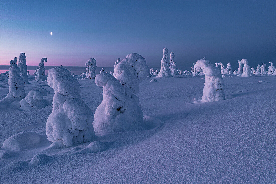 Kalter arktischer Sonnenaufgang über gefrorenen, schneebedeckten Fichten, Riisitunturi-Nationalpark, Posio, Lappland, Finnland, Europa