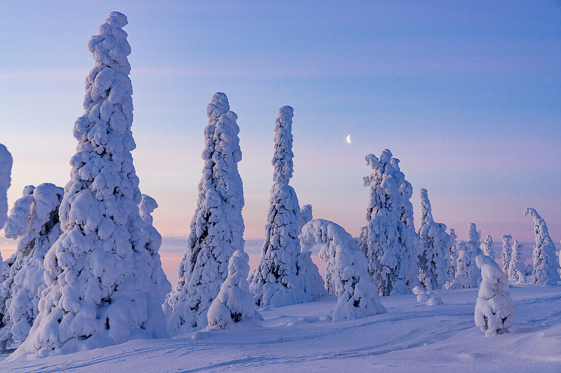 Snowy forest at sunrise in winter, Riisitunturi National Park, Posio, Lapland, Finland, Europe