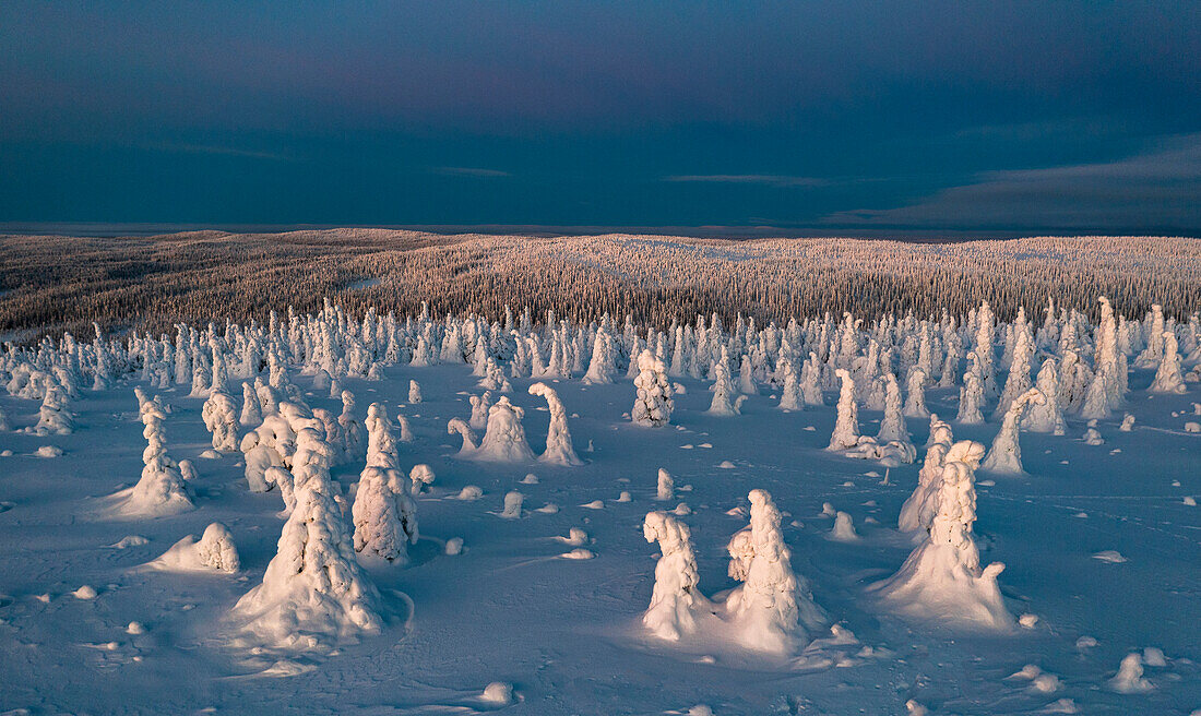 Sunrise over ice sculptures in the snowy forest, aerial view, Riisitunturi National Park, Posio, Lapland, Finland, Europe