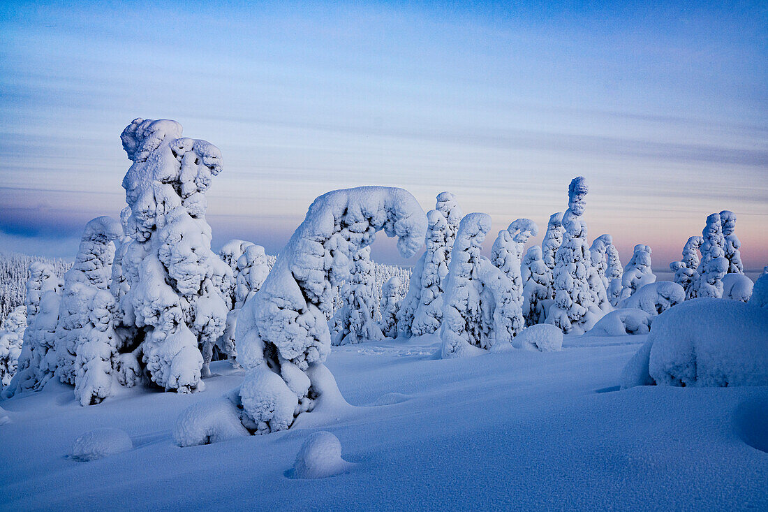 Bizarre shapes of frozen trees in the Arctic forest covered with snow at sunset, Oulanka National Park, Ruka Kuusamo, Lapland, Finland, Europe