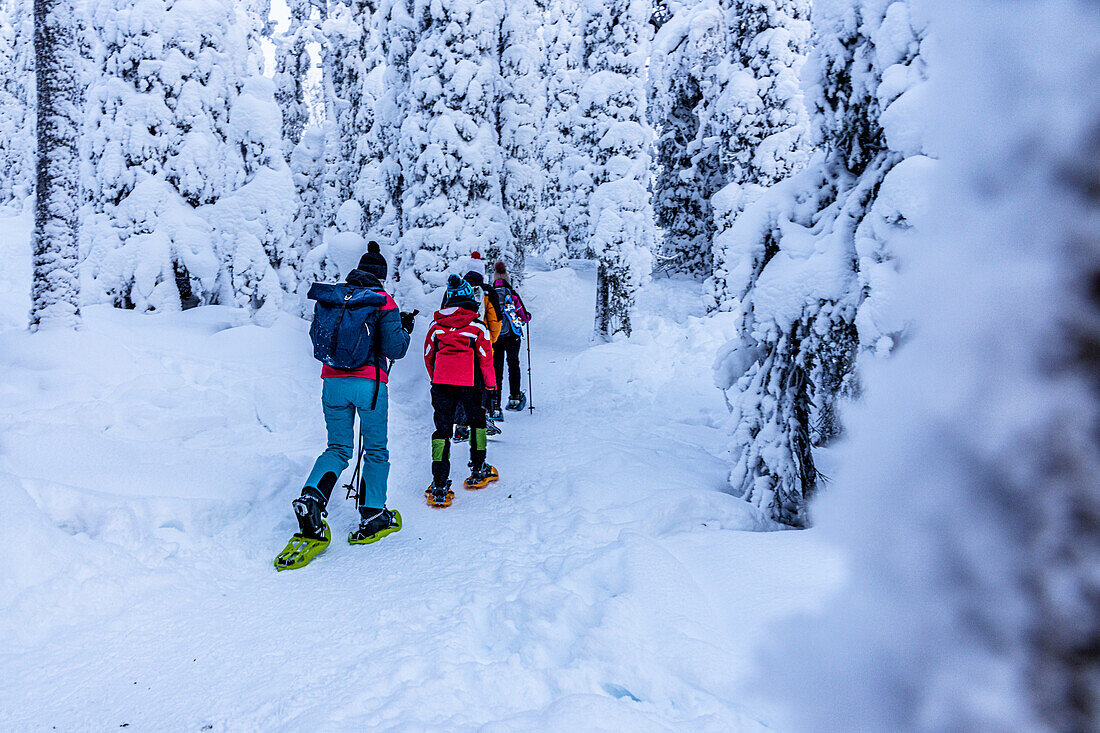 Family exploring the snowy forest walking on a trail with snowshoes, Oulanka National Park, Ruka Kuusamo, Lapland, Finland, Europe
