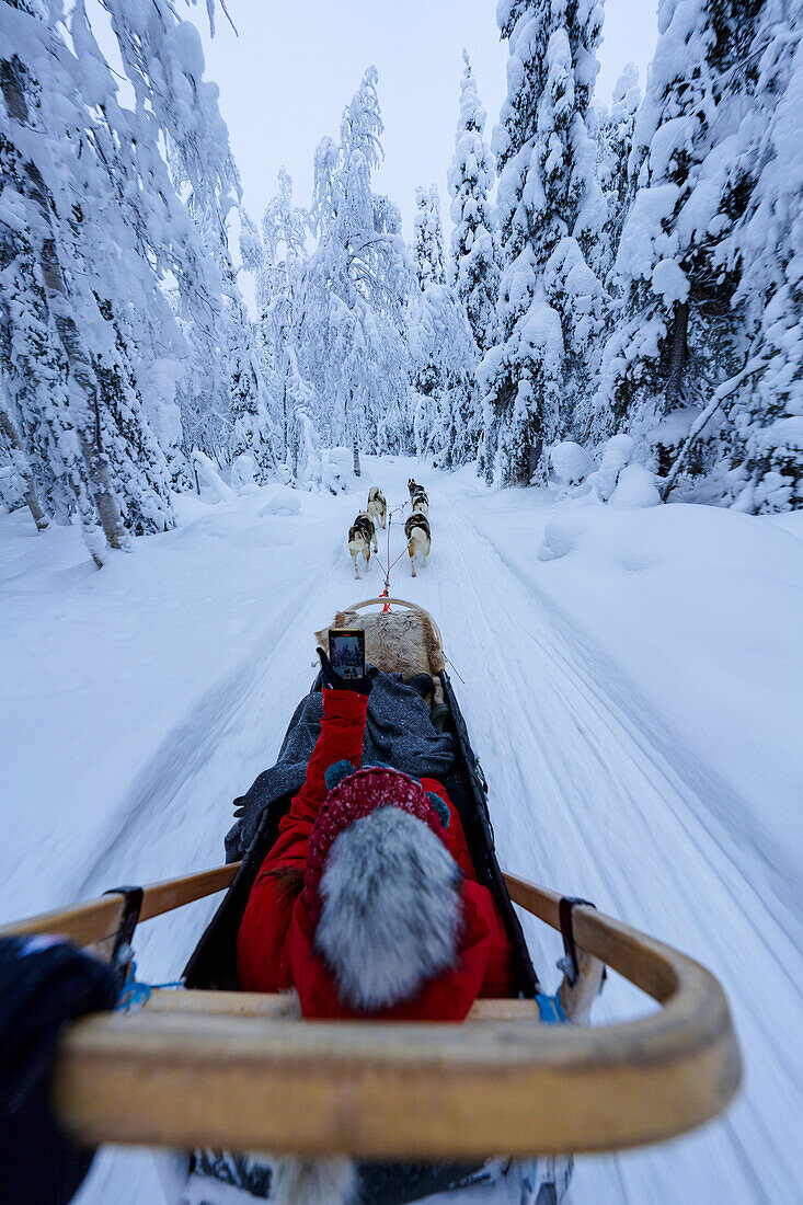 Persönliche Perspektive einer Frau auf einem Schlittenhund, die ein Selfie mit ihrem Smartphone macht, Lappland, Finnland, Europa
