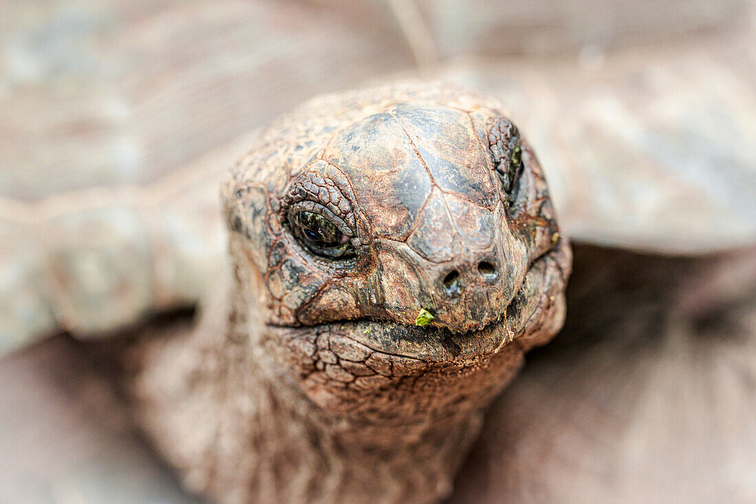 Kopf einer Riesenschildkröte, Prison Island, Sansibar, Tansania, Ostafrika, Afrika