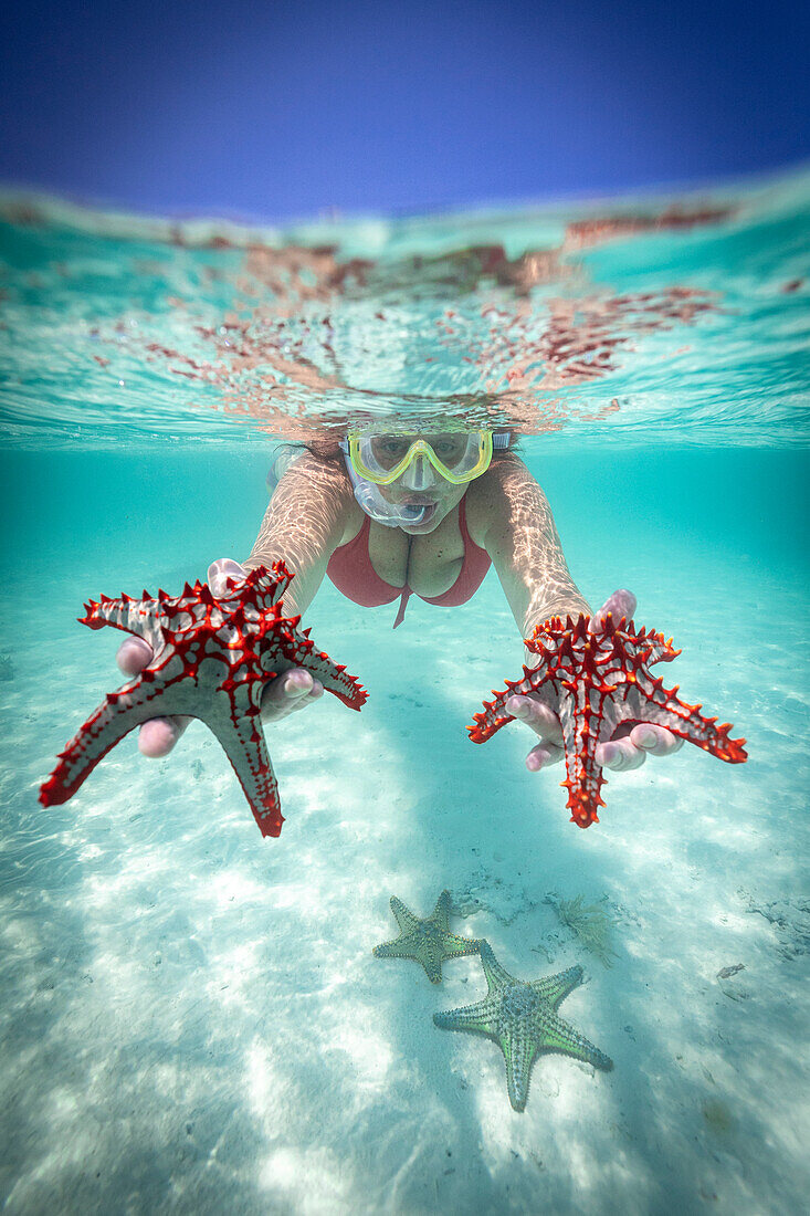 Frau hält zwei rote Seesterne beim Schnorcheln im türkisfarbenen Meer im Sommer, Sansibar, Tansania, Ostafrika, Afrika