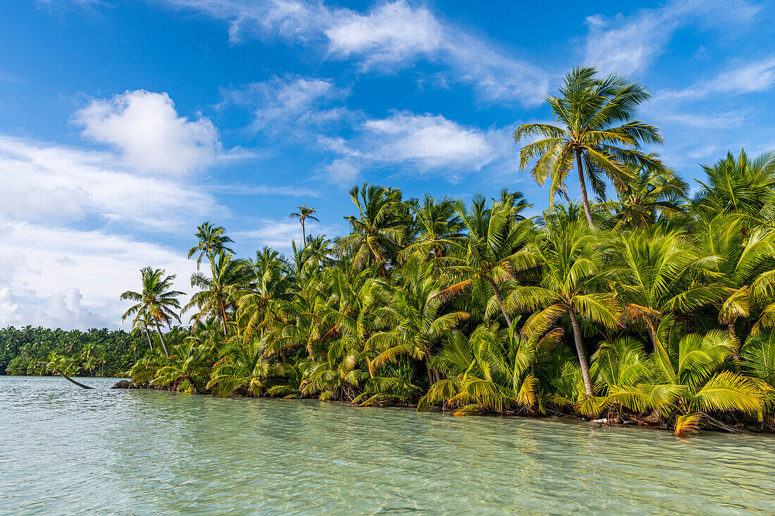 Palmenhain direkt an der Lagune, Cocos (Keeling) Inseln, Australisches Territorium im Indischen Ozean, Australien, Indischer Ozean