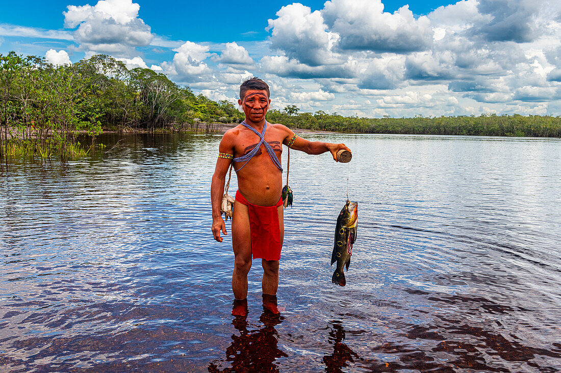 Fasanenfisch, gefangen von einem Yanomami-Mann, Südvenezuela, Südamerika