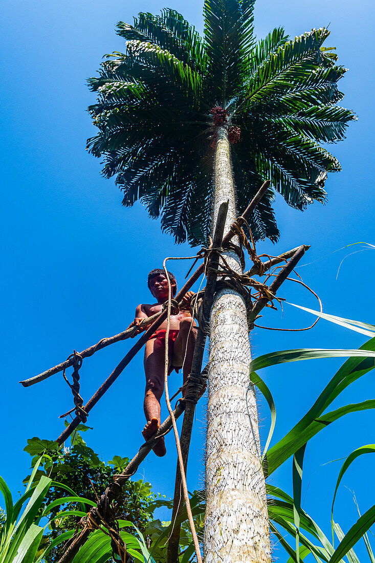 Yanomami-Mann klettert mit einer Bambuskonstruktion auf einen Stachelbaum, Yanomami-Stamm, Südvenezuela, Südamerika