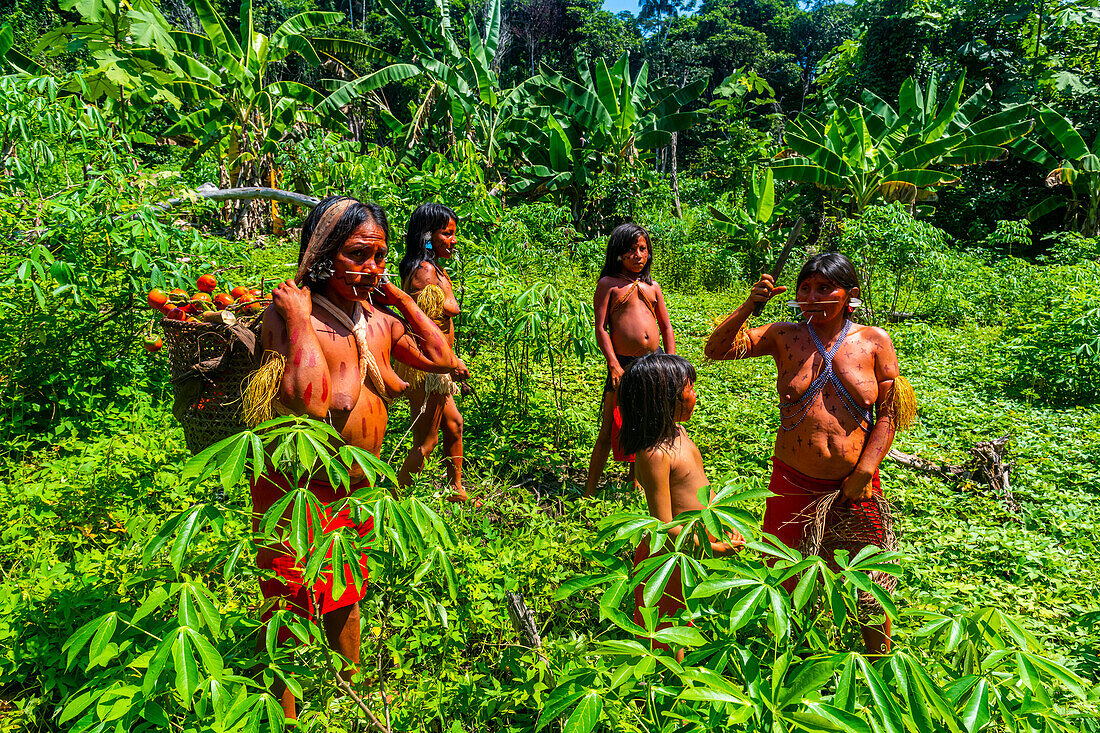 Frauen stehen in einem Yam-Feld, Yanomami-Stamm, Südvenezuela, Südamerika