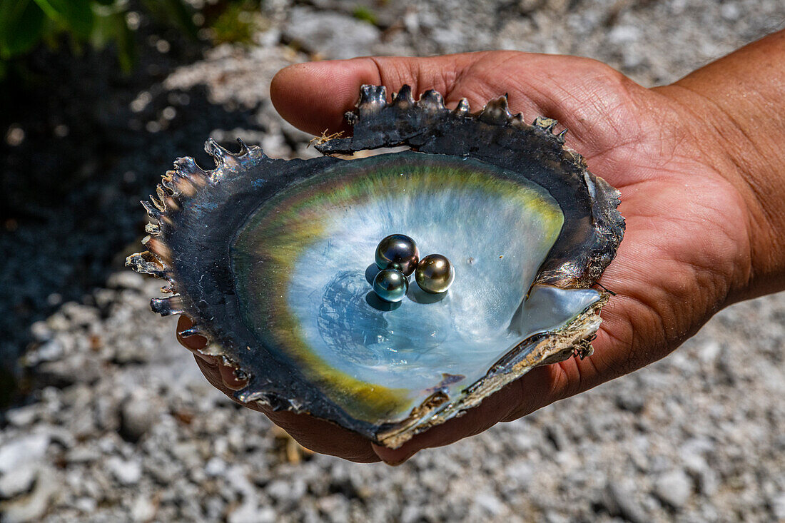 Perle in einer Muschel mit Perlmutt, Gaugain Pearl Farm, Rangiroa Atoll, Tuamotus, Französisch-Polynesien, Südpazifik, Pazifik