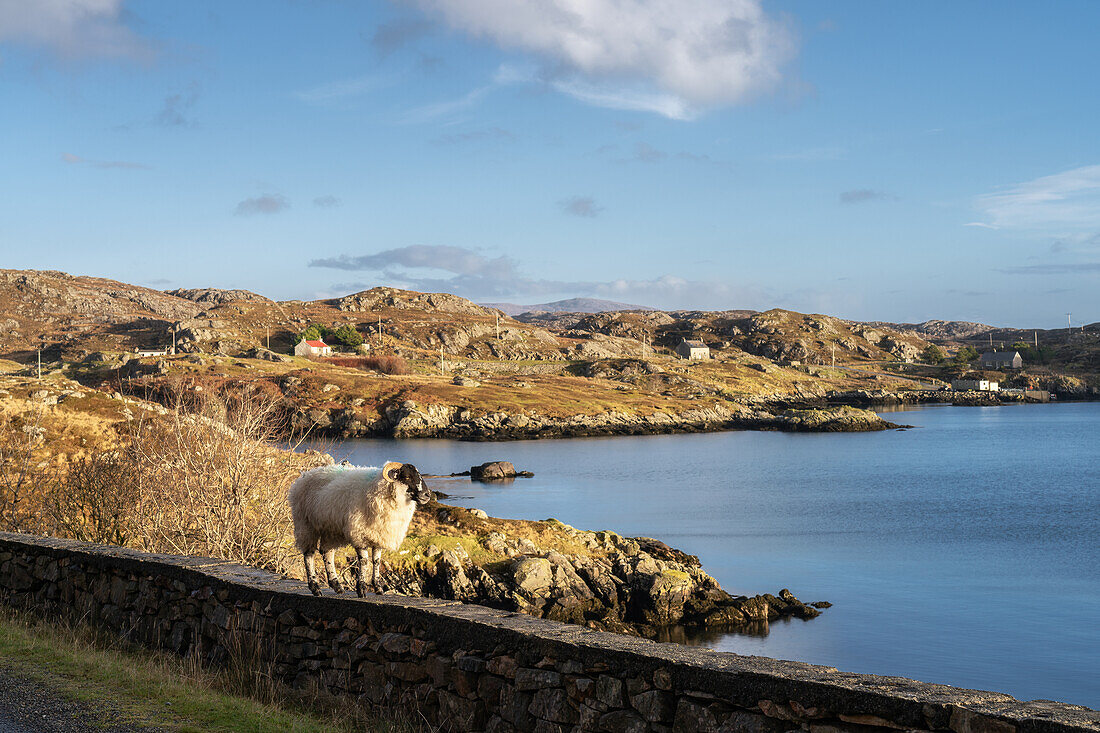 A sheep on a wall looking out to sea, Isle of Harris, Outer Hebrides, Scotland, United Kingdom, Europe