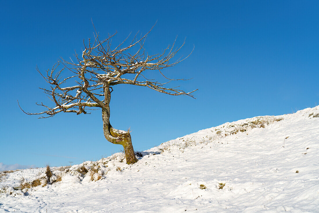 Einsamer Baum an einem verschneiten Wintertag, Isle of Harris, Äußere Hebriden, Schottland, Vereinigtes Königreich, Europa