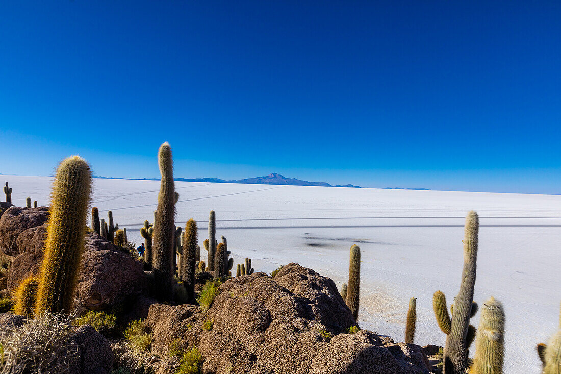 Kakteen in der Uyuni-Salzwüste, Bolivien, Südamerika
