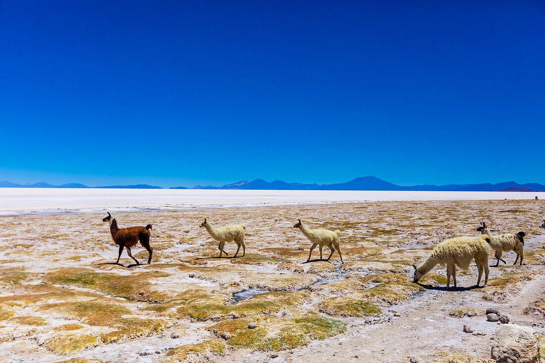 Alpaka in den Uyuni-Salzwiesen, Bolivien, Südamerika