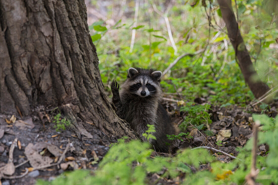 Waschbär im Mont Royal Park, Montreal, Québec, Kanada, Nordamerika