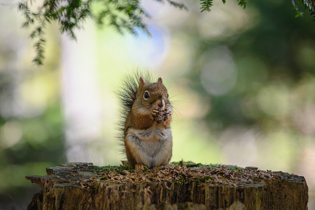 Red squirrel (Tamiasciurus hudsonicus), Nova Scotia, Canada, North America