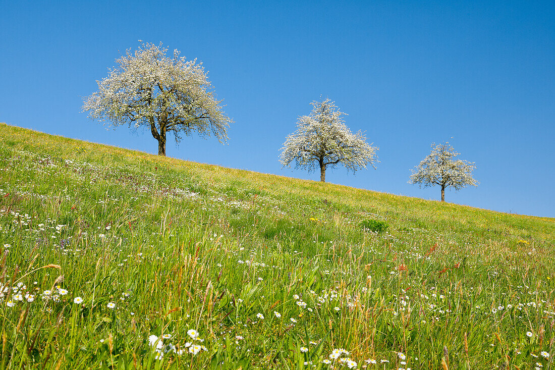 Three pear trees standing in flowering meadow, springtime on a bright sunny day, Zurich, Switzerland, Europe