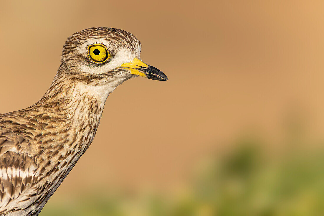 Großer Brachvogel (Burhinus oedicnemus), Nahaufnahme, Toledo, Kastilien-La Mancha, Spanien, Europa