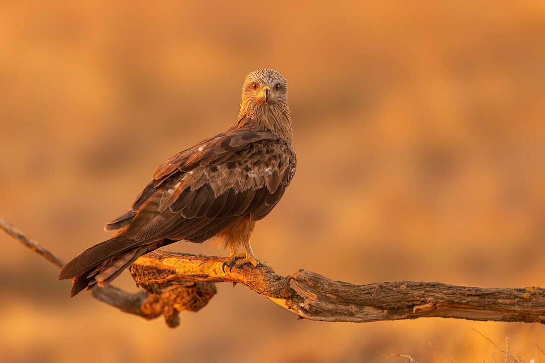 Black kite (Milvus migrans) at sunrise in Toledo, Castilla-La Mancha, Spain, Europe