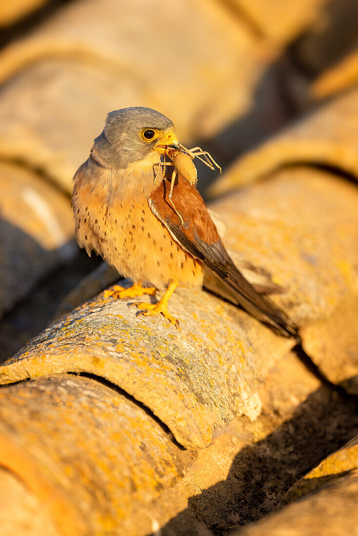 Lesser Kestrel (Falco naumanni) with cricket food parcel, Toledo, Castilla-La Mancha, Spain, Europe