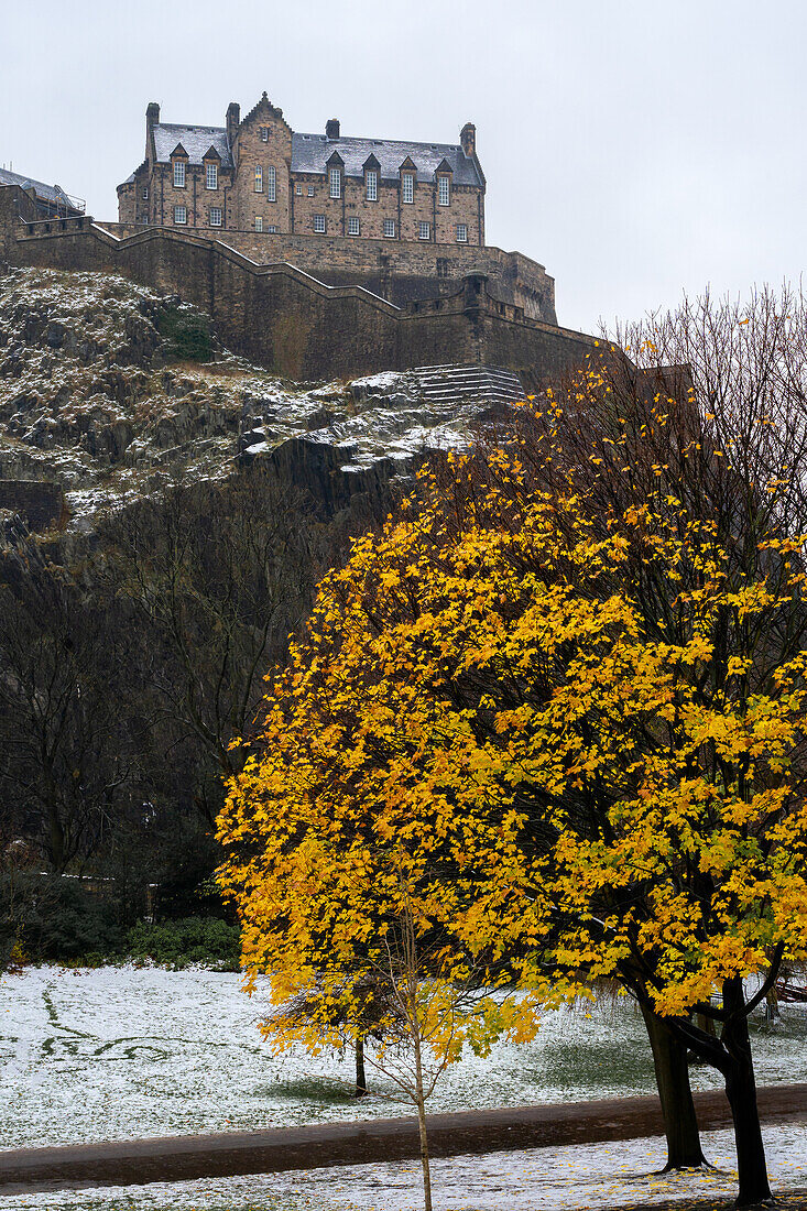Edinburgh Castle, UNESCO World Heritage Site, in the snow with an autumnal tree in the foreground, Edinburgh, Scotland, United Kingdom, Europe