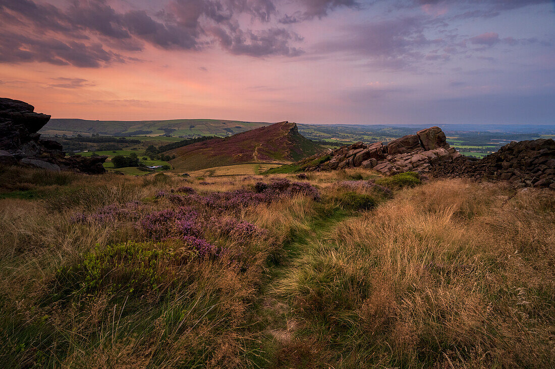 Hen Cloud with covering of heather, The Roaches, Peak District, Staffordshire, England, United Kingdom, Europe