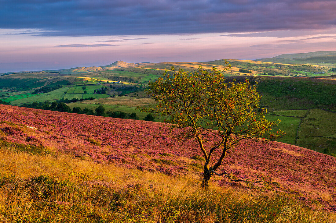 Summer view of Shutlinsloe with carpet of heather, Wildboarclough, Cheshire, England, United Kingdom, Europe