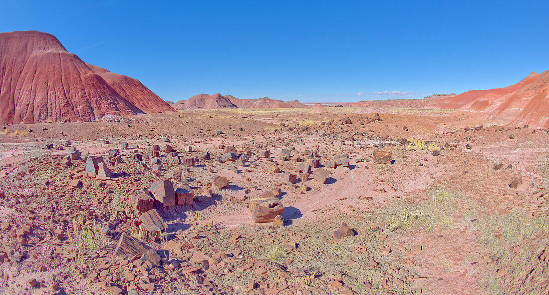 Ein Feld aus zersplittertem Holz im Tiponi Canyon im Petrified Forest National Park, Arizona, Vereinigte Staaten von Amerika, Nordamerika