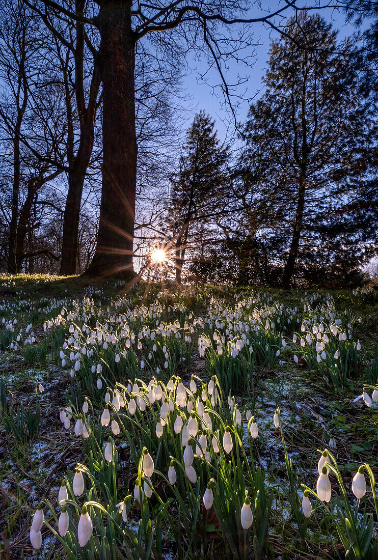 Schneeglöckchen bei Rode Hall, Scholar Green, in der Nähe von Congleton, Cheshire, England, Vereinigtes Königreich, Europa