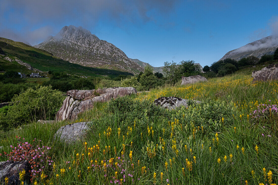 Wildblumen im Ogwen-Tal mit Tryfan dahinter, Snowdonia-Nationalpark, Nordwales, Vereinigtes Königreich, Europa