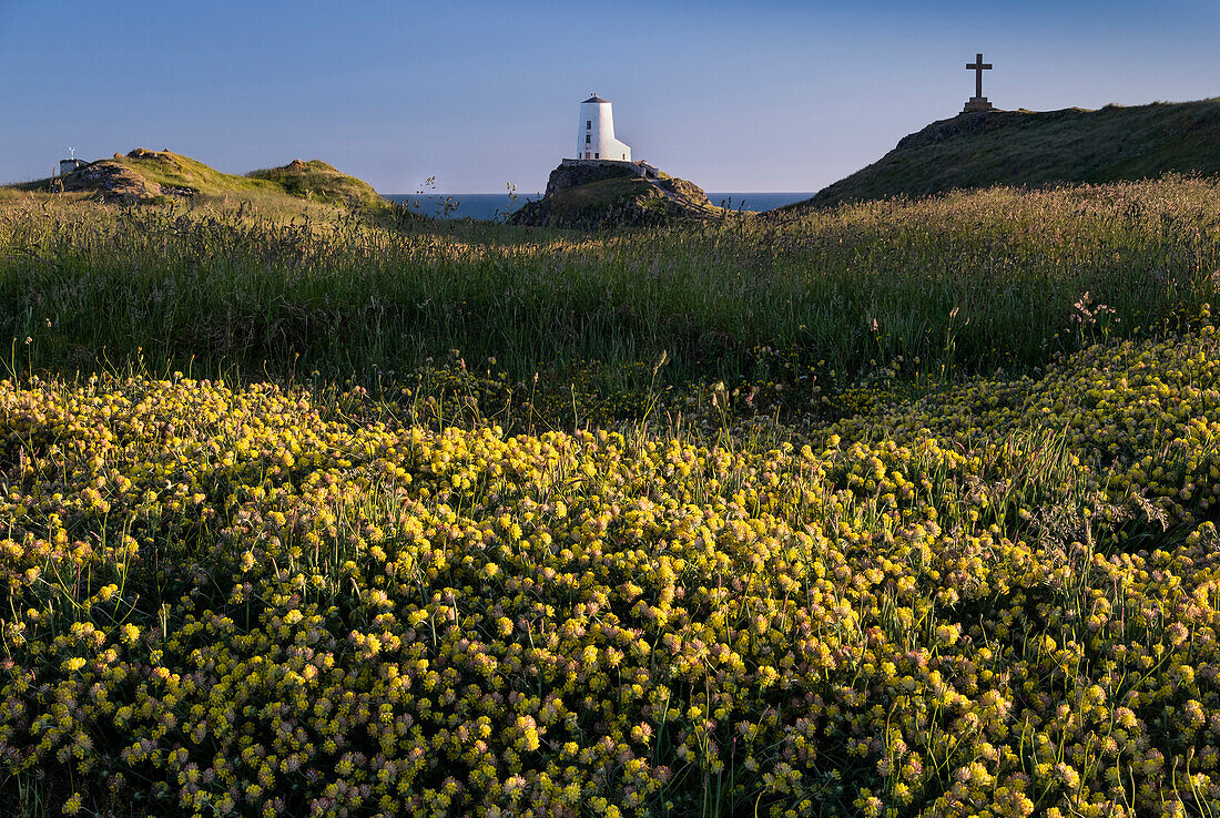 Twr Mawr-Leuchtturm und Wildblumen auf der Insel Llanddwyn im Sommer, bei Newborough, Anglesey, Nordwales, Vereinigtes Königreich, Europa