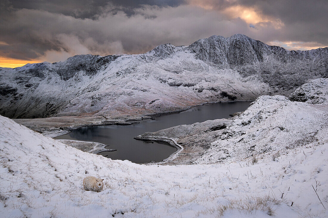 Walisische Bergschafe im Schnee oberhalb von Llyn Llydaw mit dem Hintergrund von Y Lliwedd im Winter, Cwm Dyli, Eryri, Snowdonia-Nationalpark, Nordwales, Vereinigtes Königreich, Europa