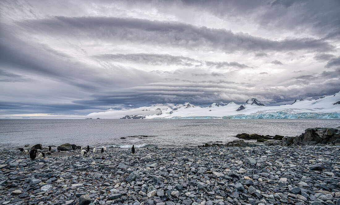 Ein felsiger Strand mit Pinguinen auf der Antarktischen Halbinsel, Antarktis, Polargebiete