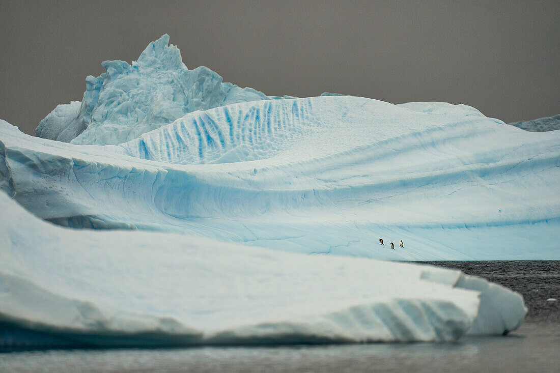 Gentoo penguins (Pygoscelis Papua) afloat on an iceberg in the Antarctic peninsula, Antarctica, Polar Regions