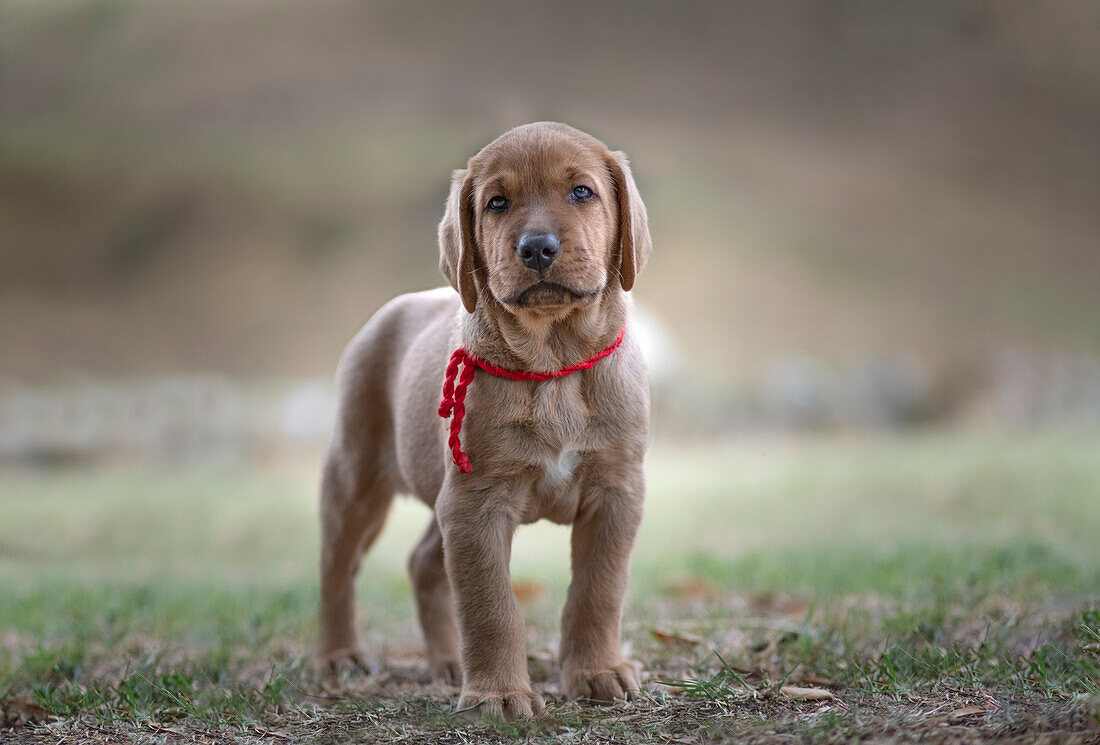 Broholmer Hundewelpe steht und schaut in die Kamera, Italien, Europa