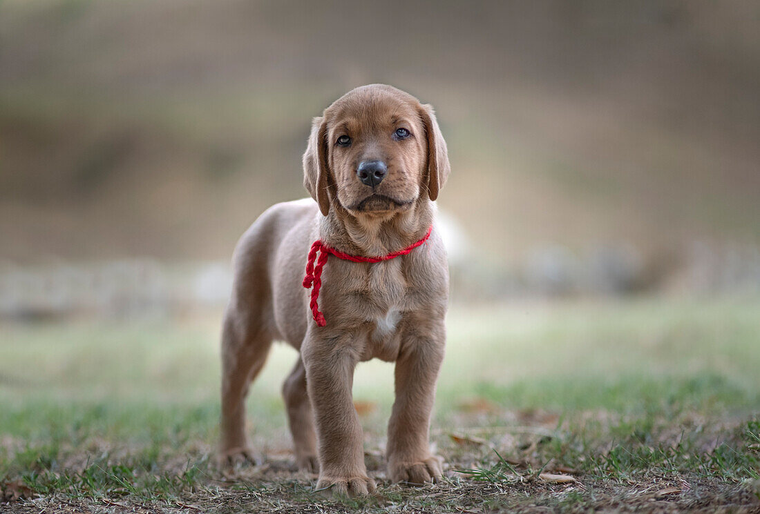 Broholmer dog breed puppy standing and looking into the camera, Italy, Europe