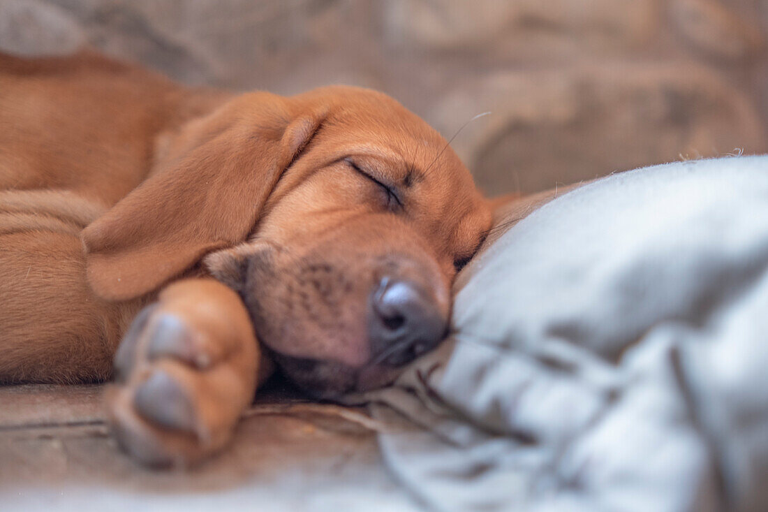Broholmer dog breed puppy sleeping on the ground with his head on a pillow, Italy, Europe