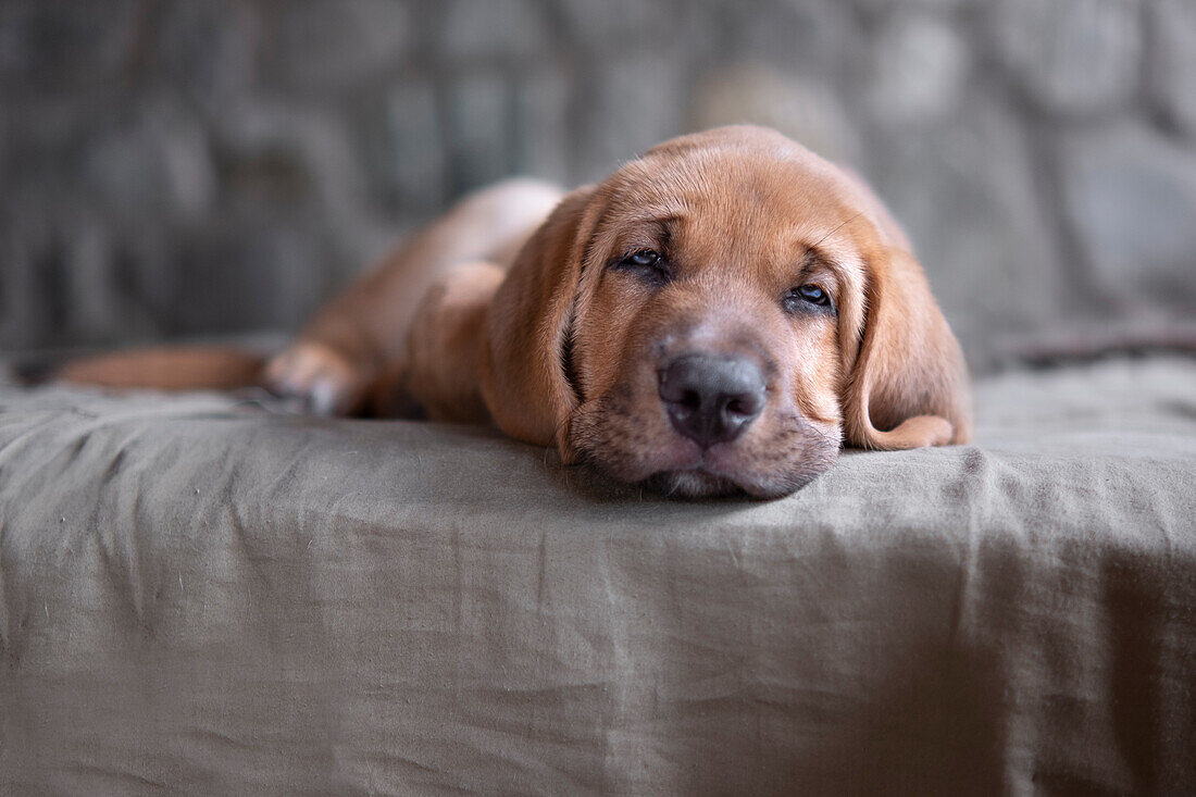 Schläfriger Broholmer Hundewelpe, der auf einer Decke liegt und in die Kamera schaut, Italien, Europa