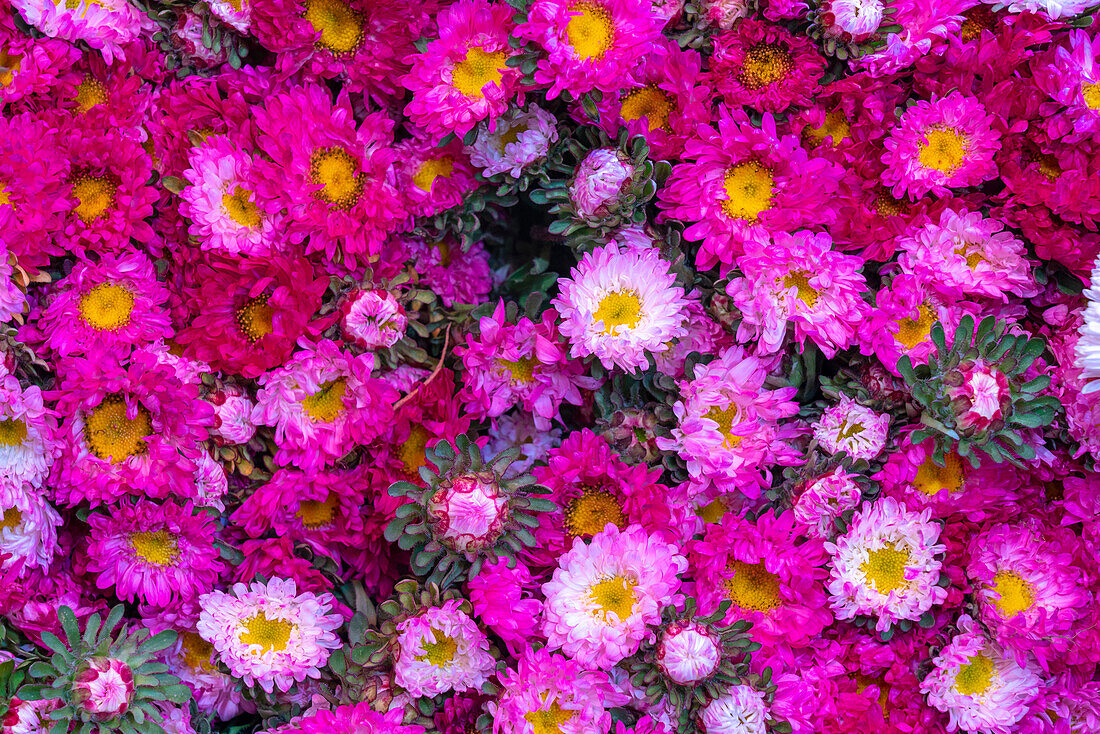 Bunch of fresh flowers sold at flower market, Mandalay, Myanmar (Burma), Asia