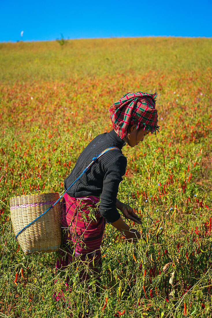 Burmese woman collecting chili peppers near Kalaw, Shan State, Myanmar (Burma), Asia