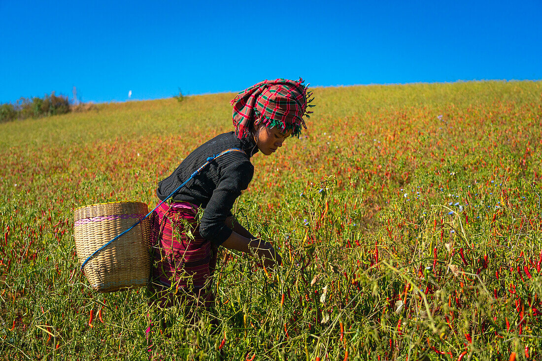 Burmese woman collecting chili peppers near Kalaw, Shan State, Myanmar (Burma), Asia