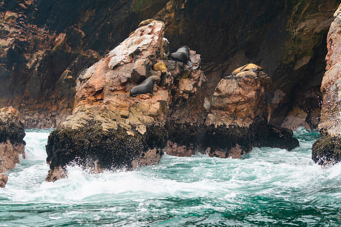 Südamerikanische Seelöwen (Otaria flavescens) auf Felsen, Ballestas Inseln, Paracas, Peru, Südamerika