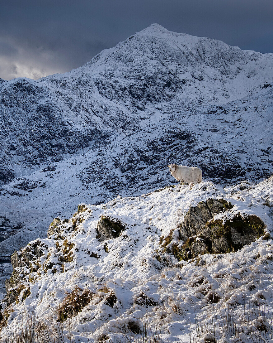 Walisische Bergschafe unterhalb des Mount Snowdon (Yr Wyddfa) im Winter, Eryri, Snowdonia National Park, Nordwales, Vereinigtes Königreich, Europa