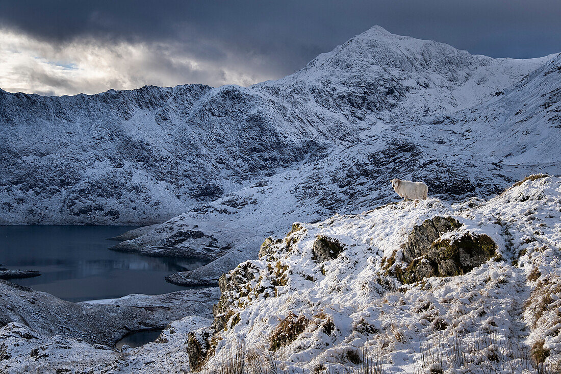 Welsh Mountain Sheep below Mount Snowdon (Yr Wyddfa) in winter, Eryri, Snowdonia National Park, North Wales, United Kingdom, Europe