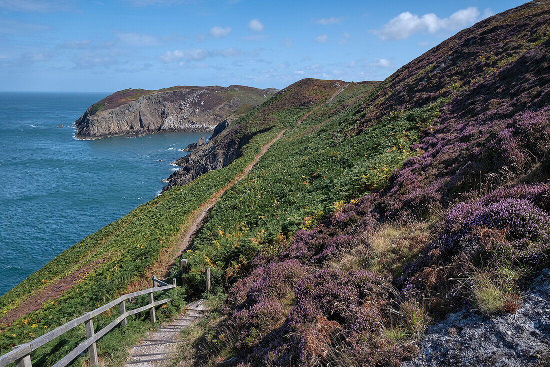 Purple Heather auf dem Anglesey Coast Path im Sommer, in der Nähe von Cemaes, Anglesey, Nordwales, Vereinigtes Königreich, Europa